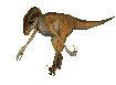 raptor